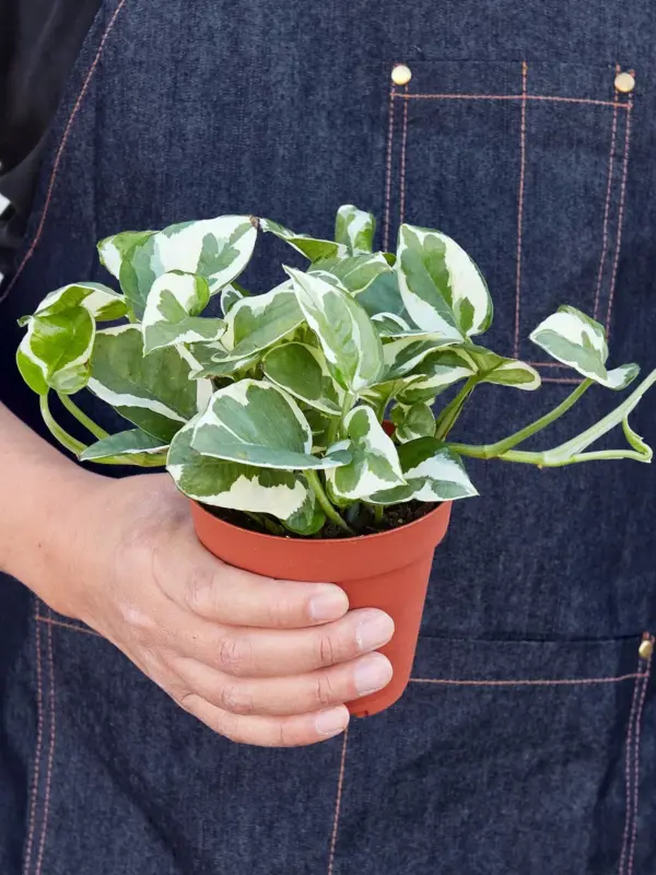 Pothos 'N'joy' Njoy — additional view