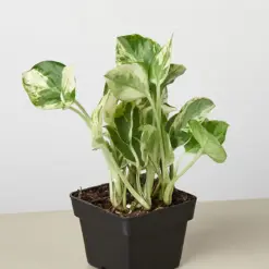 Pothos 'N'joy' Njoy — additional view