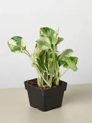 Pothos 'N'joy' Njoy — additional view