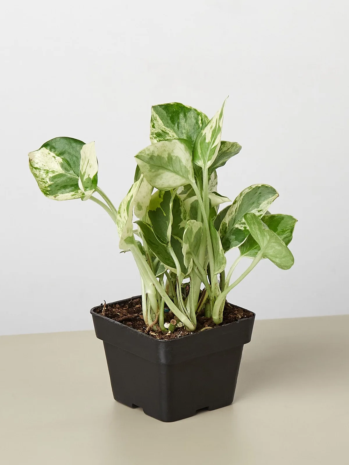 Pothos 