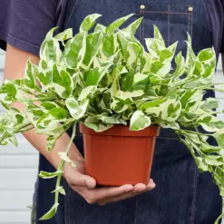 Pothos 'N'joy' Njoy — additional view