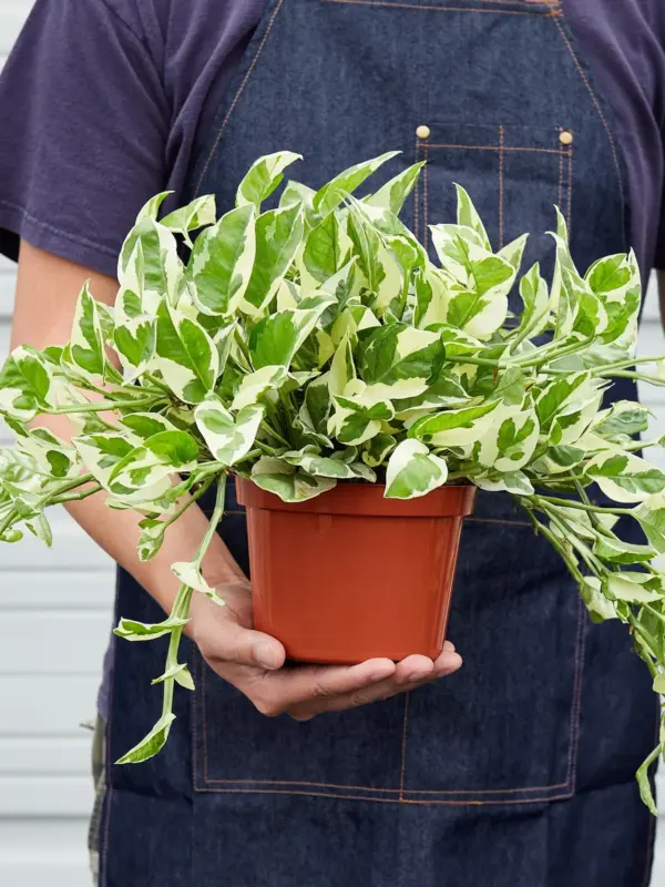 Pothos 'N'joy' Njoy — additional view