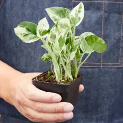 Pothos 'N'joy' Njoy — additional view