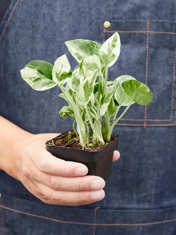 Pothos 'N'joy' Njoy — additional view