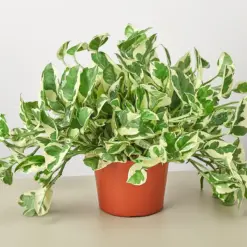Pothos 'N'joy' Njoy — additional view