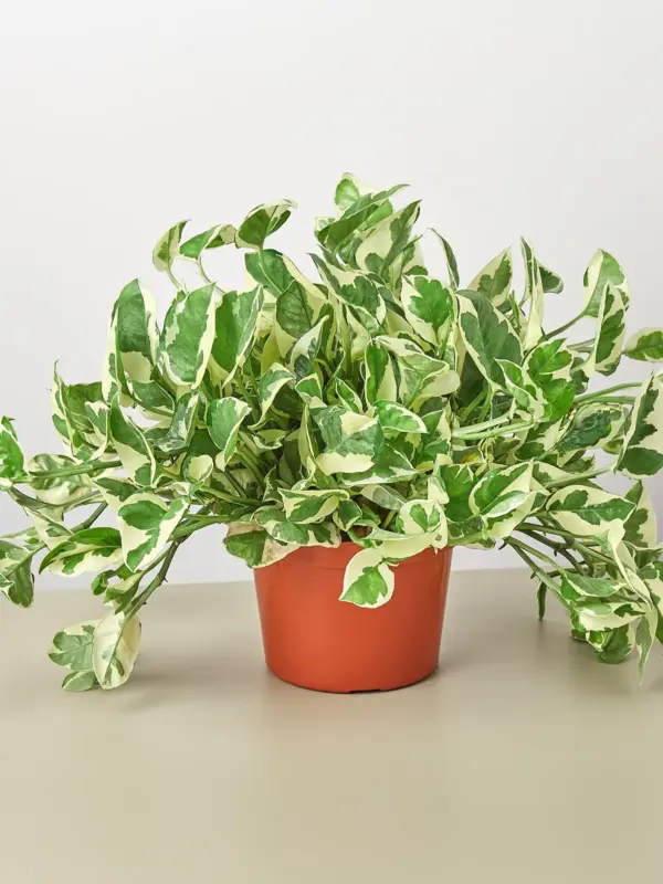 Pothos 'N'joy' Njoy — additional view