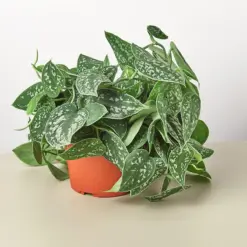Pothos 'Satin' houseplant