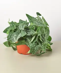 Pothos 'Satin' houseplant