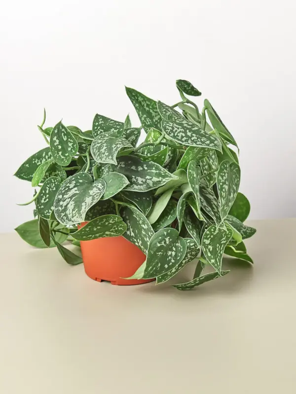 Pothos 'Satin' houseplant