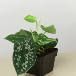 Pothos 'Satin' — additional view