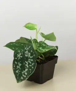 Pothos 'Satin' — additional view