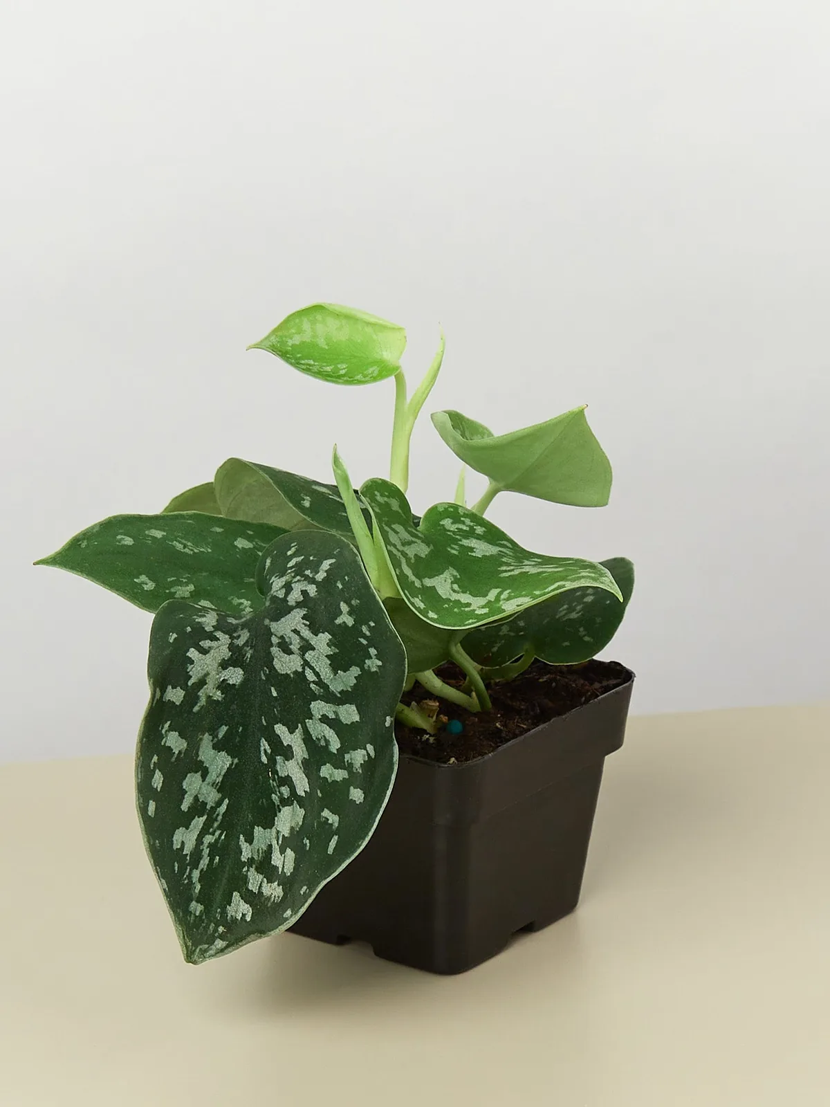 Pothos 