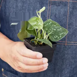 Pothos 'Satin' — additional view