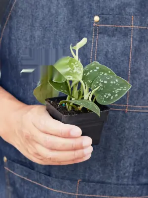 Pothos 'Satin' — additional view