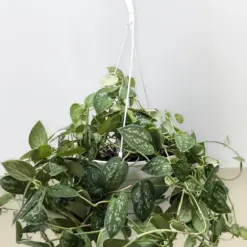 Pothos 'Satin' — additional view