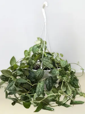 Pothos 'Satin' — additional view