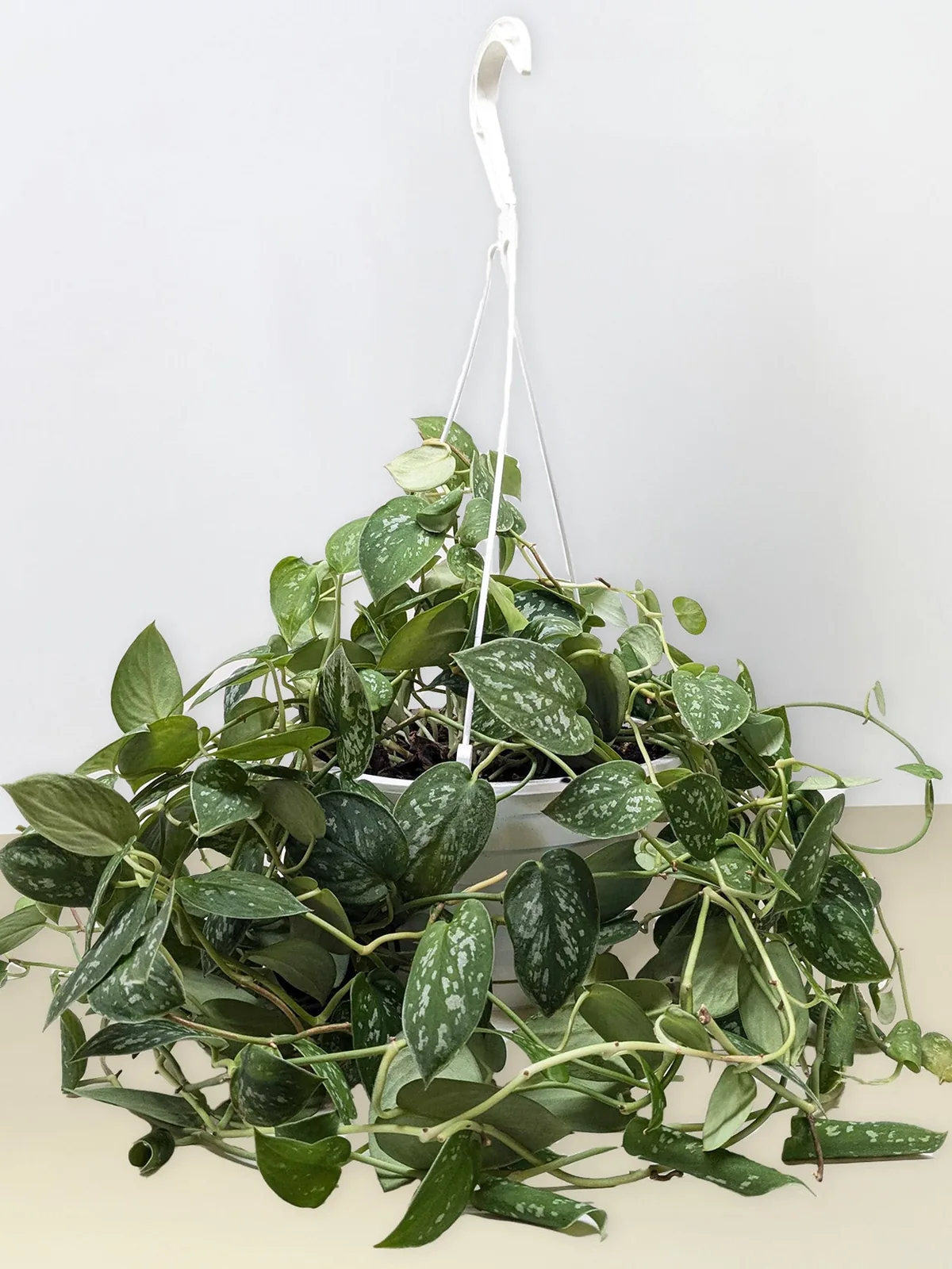 Pothos 