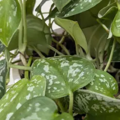 Pothos 'Satin' — additional view