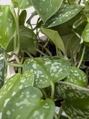 Pothos 'Satin' — additional view