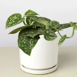 Pothos 'Satin' — additional view