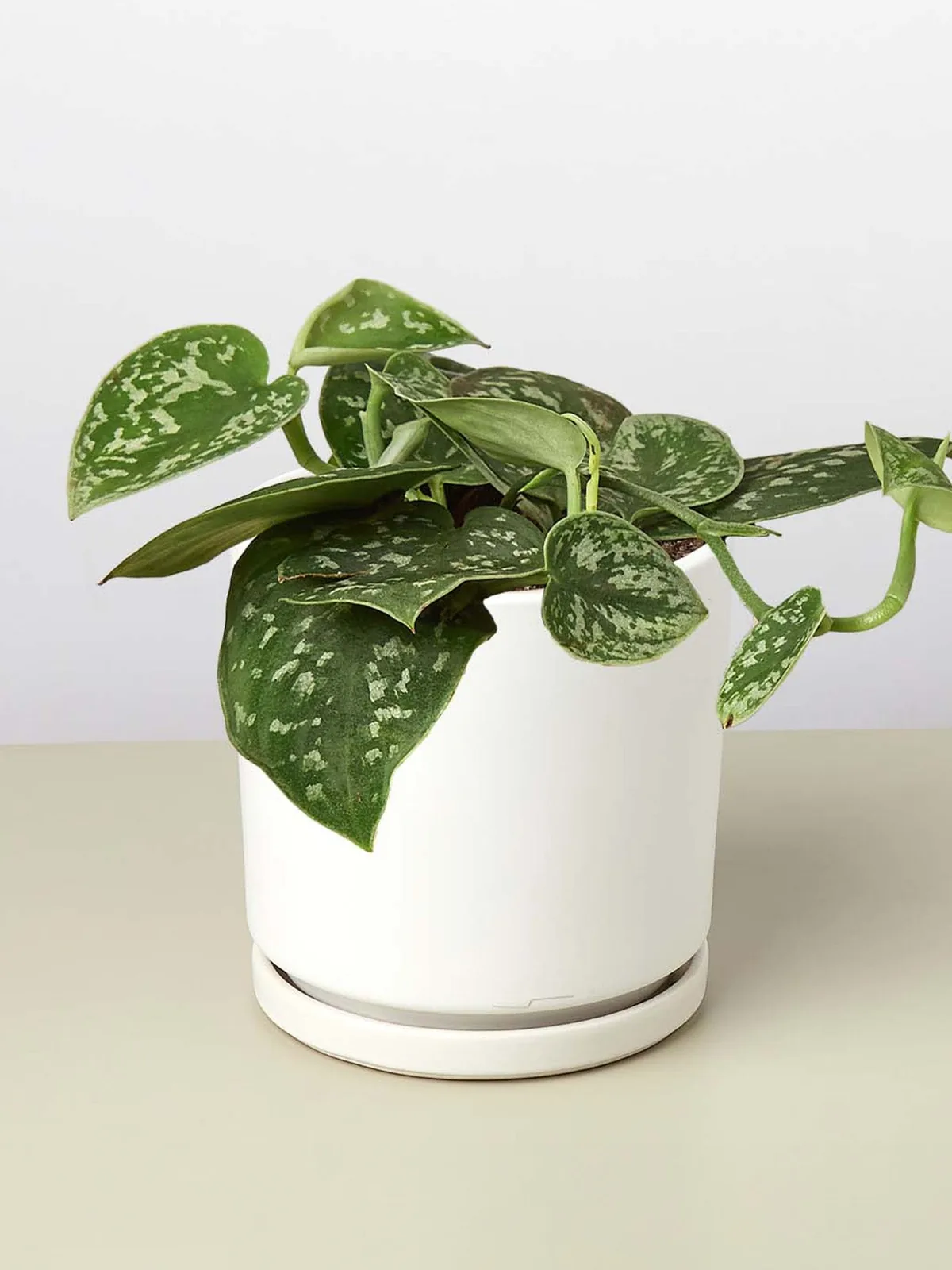 Pothos 
