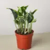 Pothos 'Shangri La' houseplant