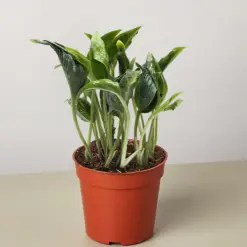 Pothos 'Shangri La' houseplant