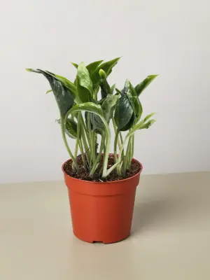 Pothos 'Shangri La' houseplant