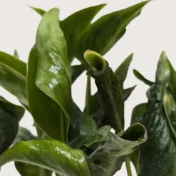 Pothos 'Shangri La' — additional view