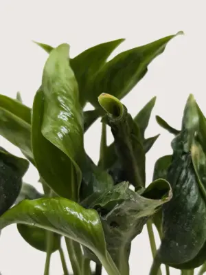 Pothos 'Shangri La' — additional view