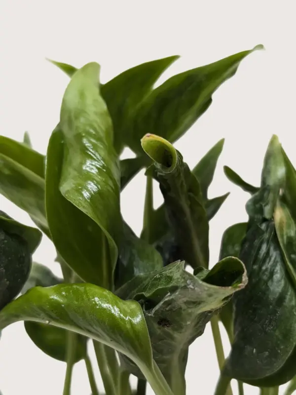 Pothos 'Shangri La' — additional view