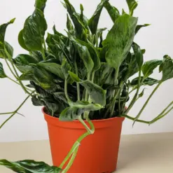 Pothos 'Shangri La' — additional view