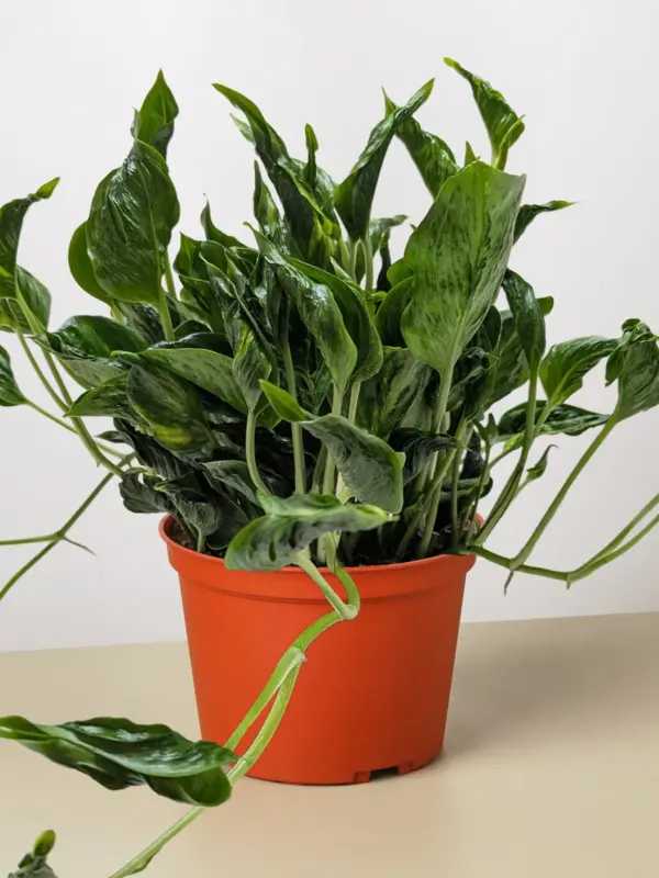 Pothos 'Shangri La' — additional view