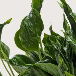 Pothos 'Shangri La' — additional view