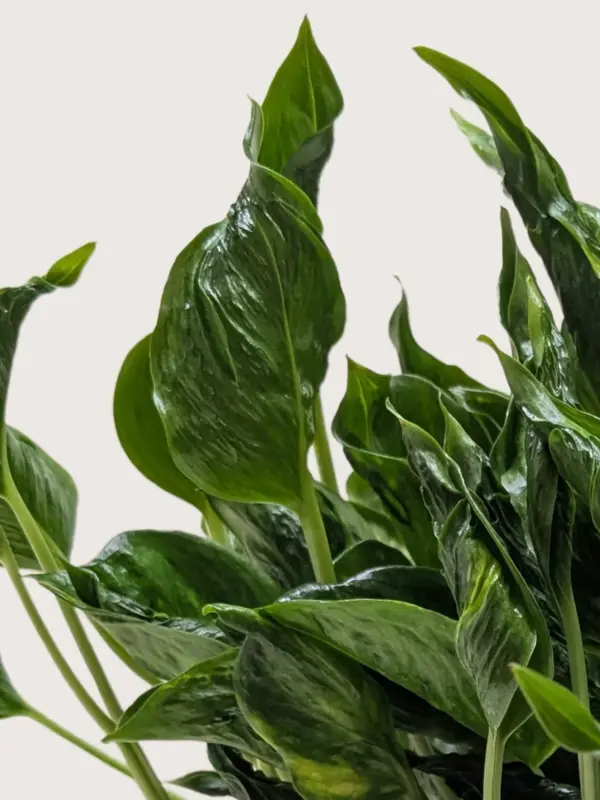 Pothos 'Shangri La' — additional view
