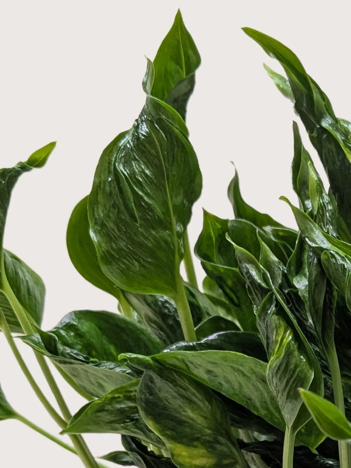 Pothos 