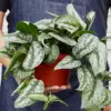 Pothos 'Silver Splash' houseplant