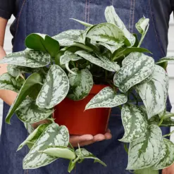 Pothos 'Silver Splash' houseplant
