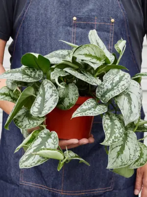 Pothos 'Silver Splash' houseplant