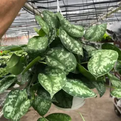 Pothos 'Silver Splash' — additional view