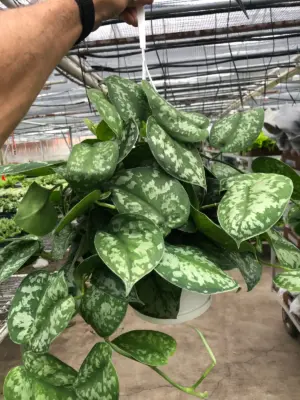 Pothos 'Silver Splash' — additional view