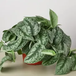 Pothos 'Silver Splash' — additional view