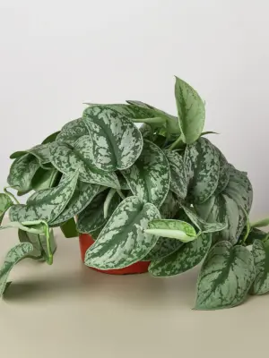 Pothos 'Silver Splash' — additional view