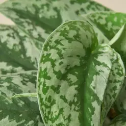 Pothos 'Silver Splash' — leaf detail close-up