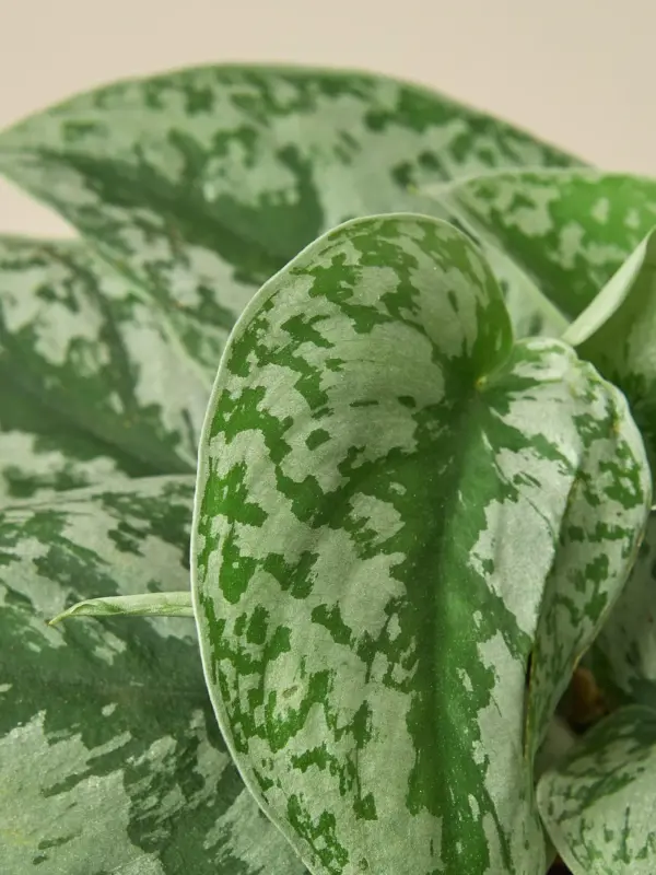 Pothos 'Silver Splash' — leaf detail close-up