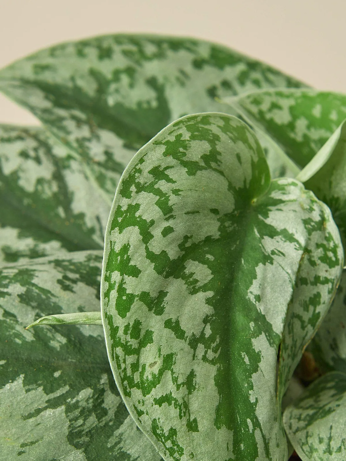 Pothos 