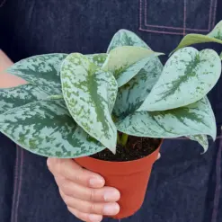 Pothos 'Silver Splash' — held in hand for size reference