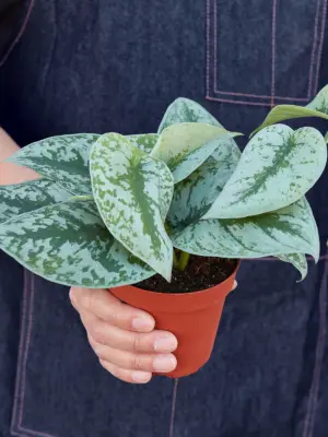 Pothos 'Silver Splash' — held in hand for size reference