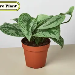 Pothos 'Silver Splash' — additional view