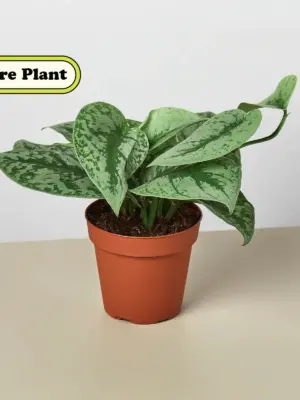 Pothos 'Silver Splash' — additional view